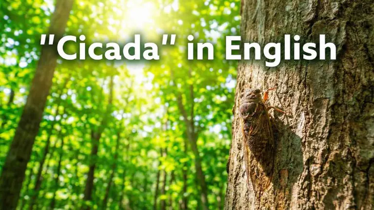 セミは英語でCicada!発音や鳴き声、ヒグラシなどの種類別表現を徹底解説